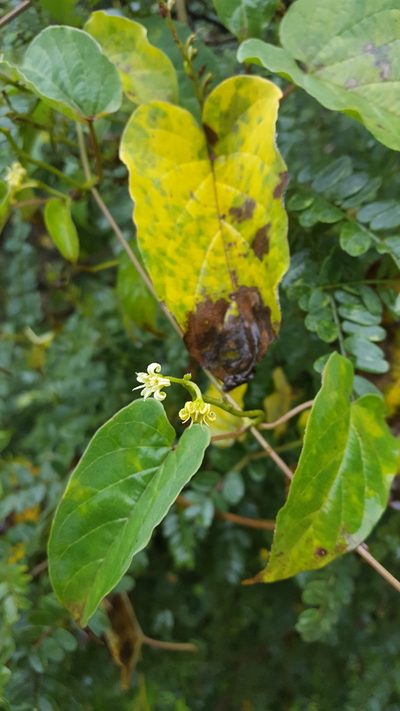 Cynanchum foetidum, photographed by Eugenio Padilla
