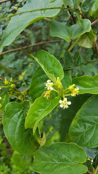 Cynanchum foetidum, photographed by Eugenio Padilla