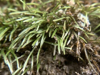 Bryoxiphium norvegicum, photographed by Brandon Corder