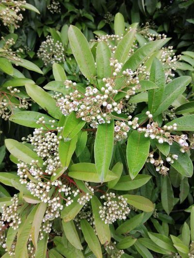 Photinia davidiana, photographed by SmileyNi