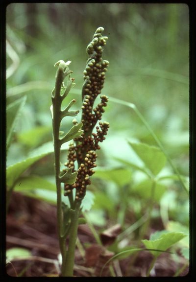 Botrychium lineare, photographed by Ed Alverson