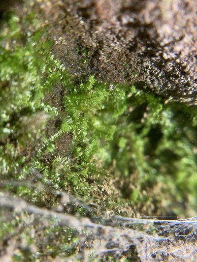Longiella distichacea, photographed by Brandon Corder