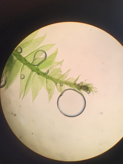 Longiella distichacea, photographed by Brandon Corder