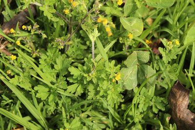 Villanova oppositifolia, photographed by Andrés Ramírez-Barrera