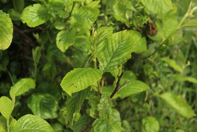 Alnus acuminata, photographed by Andrés Ramírez-Barrera