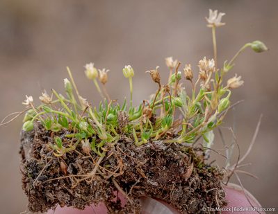 Sagina saginoides, photographed by Tim Messick
