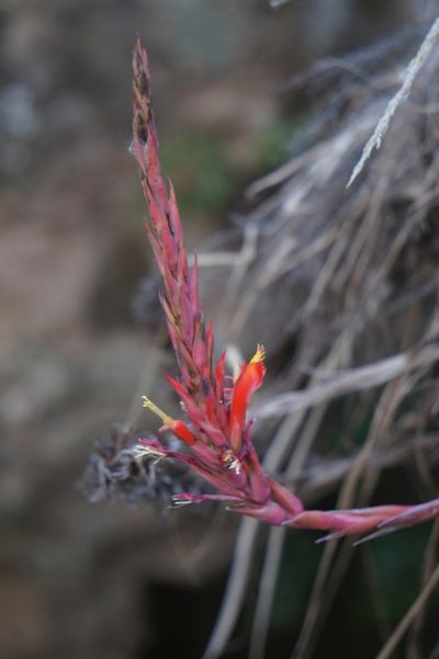 Pitcairnia vallisoletana, photographed by Juan Carlos Pérez Magaña