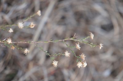Aster moranensis, photographed by Juan Carlos Pérez Magaña