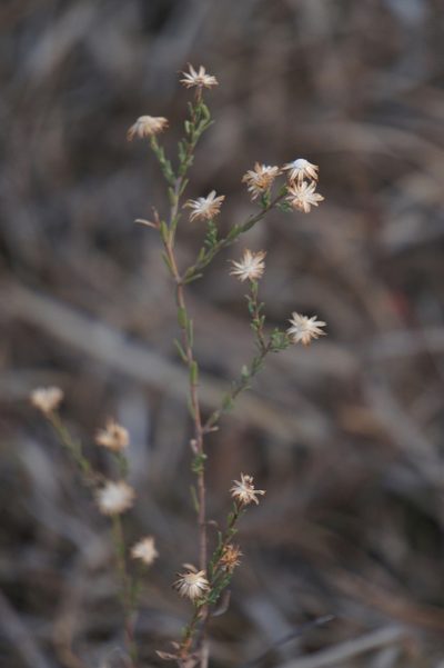 Aster moranensis, photographed by Juan Carlos Pérez Magaña
