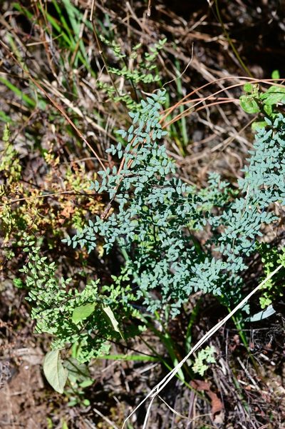 Argyrochosma formosa, photographed by Neptalí Ramírez Marcial