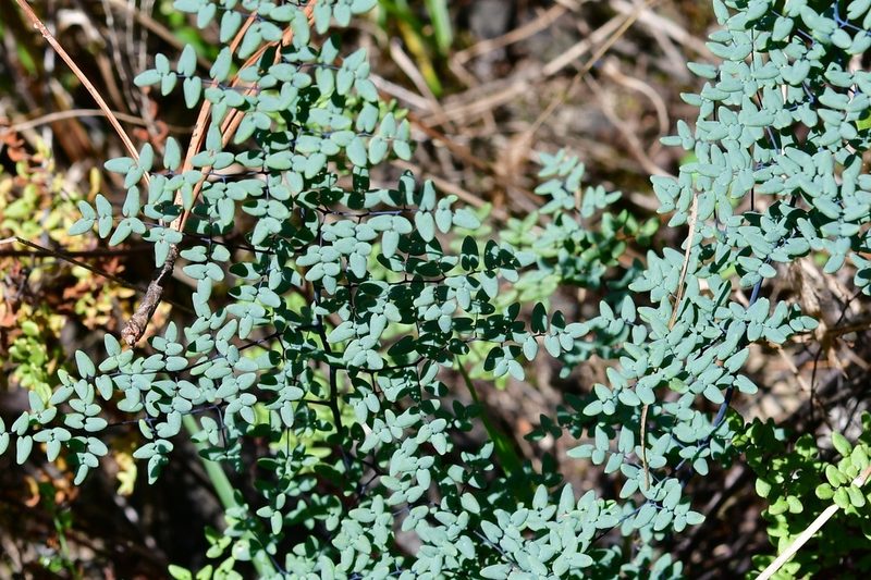 Argyrochosma formosa, photographed by Neptalí Ramírez Marcial