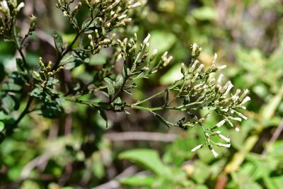 Archibaccharis serratifolia, photographed by Neptalí Ramírez Marcial