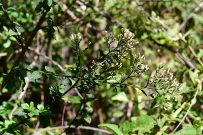 Archibaccharis serratifolia, photographed by Neptalí Ramírez Marcial