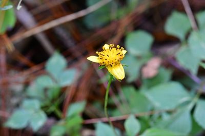 Bidens ostruthioides, photographed by Neptalí Ramírez Marcial