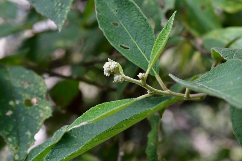 Eremosis leiocarpa, photographed by Neptalí Ramírez Marcial