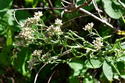 Pseudognaphalium chartaceum, photographed by Neptalí Ramírez Marcial