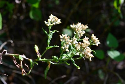 Pseudognaphalium chartaceum, photographed by Neptalí Ramírez Marcial