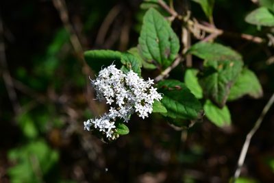 Stevia tomentosa, photographed by Neptalí Ramírez Marcial