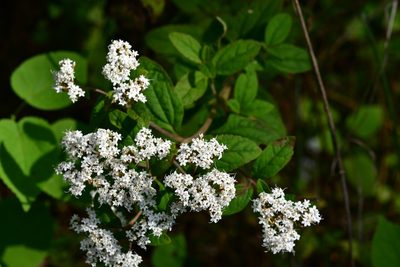 Stevia tomentosa, photographed by Neptalí Ramírez Marcial
