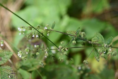 Mesosphaerum urticodes, photographed by Neptalí Ramírez Marcial