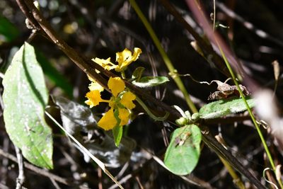Aspicarpa cynanchoides, photographed by Neptalí Ramírez Marcial
