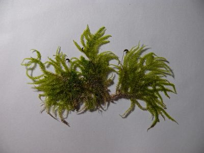 Eurhynchium angustirete, photographed by Dmitry Kulakov