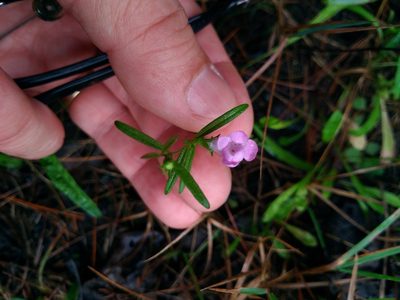 Agalinis neoscotica, photographed by Ben Armstrong