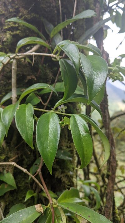Aeschynanthus acuminatus, photographed by Cheng-Te Hsu
