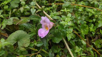 Impatiens uniflora, photographed by Cheng-Te Hsu