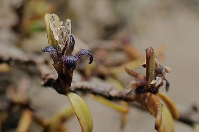 Pittosporum divaricatum, photographed by Duncan Cunningham