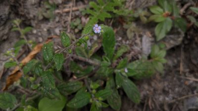 Thyrocarpus sampsonii, photographed by Cheng-Te Hsu