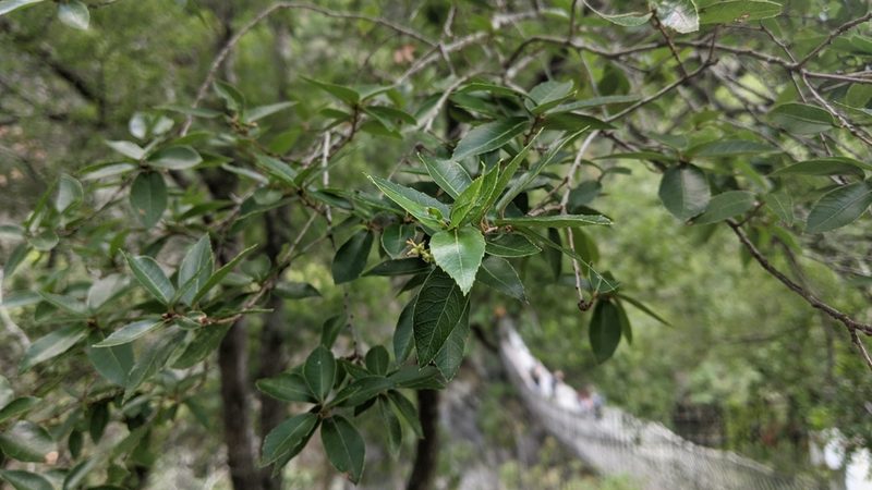 Quercus tarokoensis, photographed by Cheng-Te Hsu