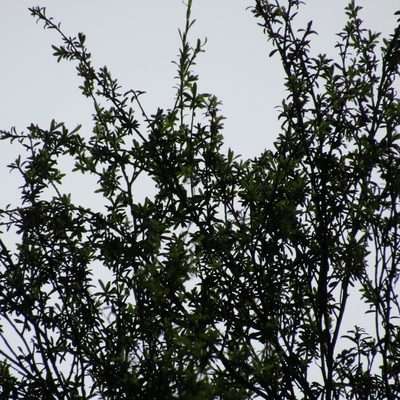 Kunzea ericoides, photographed by wild_wind