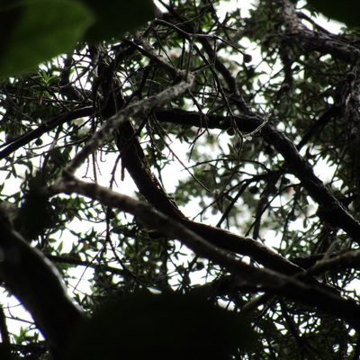 Kunzea ericoides, photographed by wild_wind