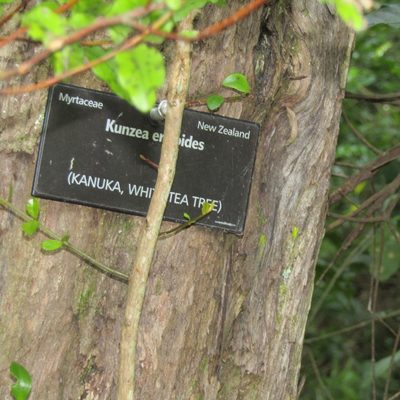 Kunzea ericoides, photographed by wild_wind