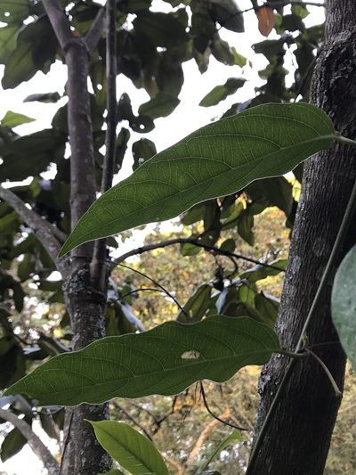 Passiflora acuminata, photographed by Nicolás Baresch Uribe