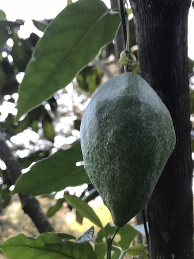 Passiflora acuminata, photographed by Nicolás Baresch Uribe