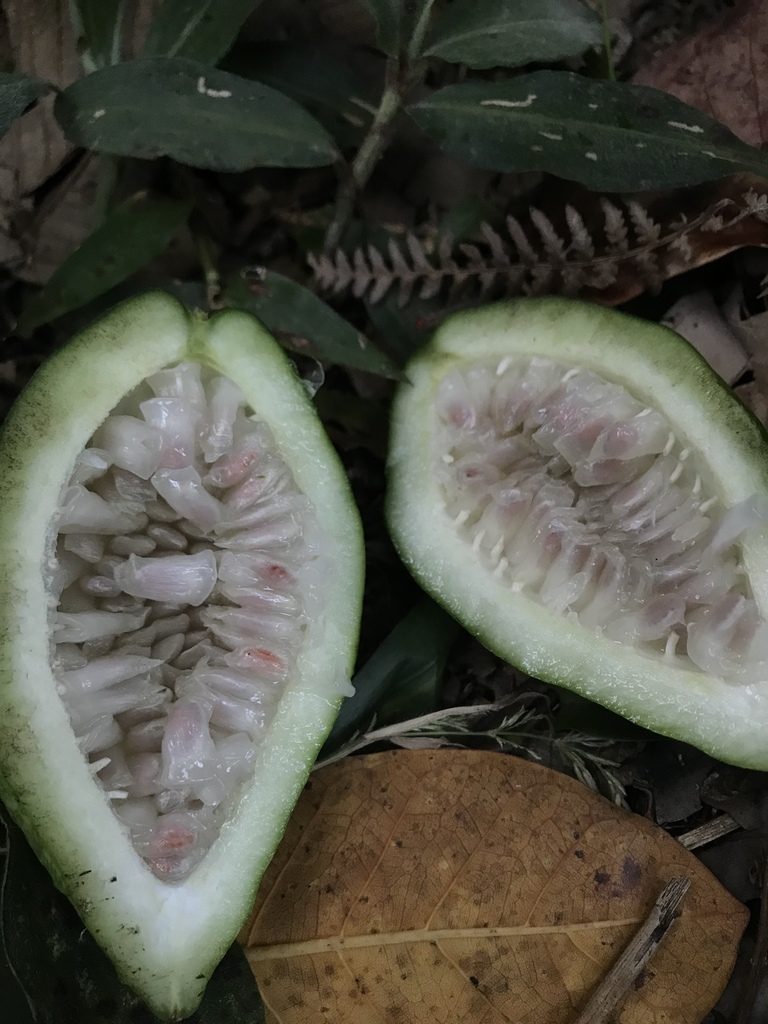 Passiflora acuminata, photographed by Nicolás Baresch Uribe