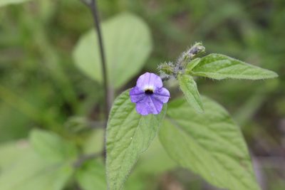 Browallia americana, photographed by Jake Rehage