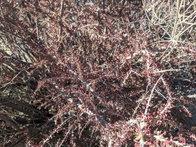 Tetracoccus hallii, photographed by evn
