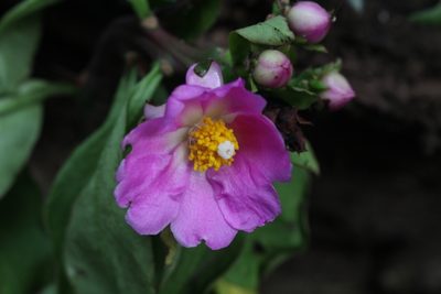 Pereskia grandifolia, photographed by Jake Rehage
