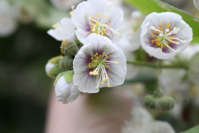 Robinsonella lindeniana, photographed by Jake Rehage