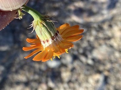 Adenophyllum speciosum, photographed by Jim Riley