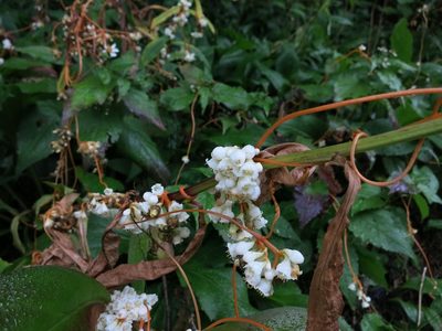 Cuscuta rostrata, photographed by Evan M. Raskin