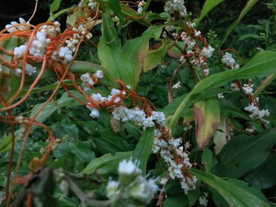 Cuscuta rostrata, photographed by Evan M. Raskin