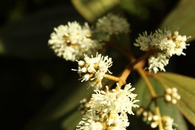 Miconia cataractae, photographed by Andrés Ramírez-Barrera