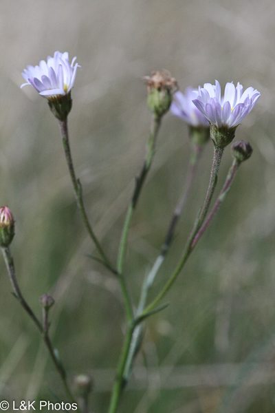 Almutaster pauciflorus, photographed by lallen