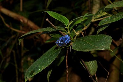 Palicourea pilosa, photographed by Brian Henderson
