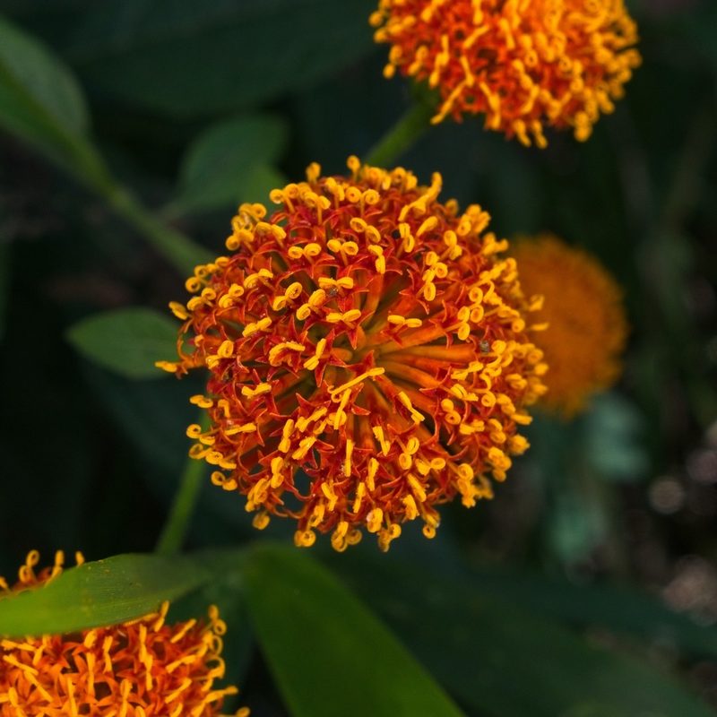 Verbesina ovatifolia, photographed by Matteo Cassella