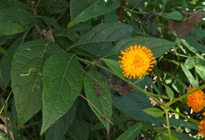 Verbesina ovatifolia, photographed by Matteo Cassella